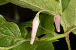 Southern mountain cranberry